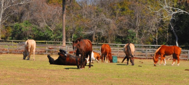 Travel Adventures -- All The Pretty Cavallino -- Seabrook Island, SC ...