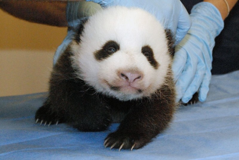 This photo provided by the Smithsonian's National Zoo shows Mei Xiang's giant panda cub undergoing an exam on Oct. 11, 2013, at the zoo in Washington. The zoo was set to reopen on Friday, though the popular panda cam went live on Thursday morning, Oct. 17. By Oct, 11 exam, the cub had both her eyes partially open and she now is reacting to the noises she hears in the panda house. (AP Photo/Smithsonian National Zoo, Bill Clements)