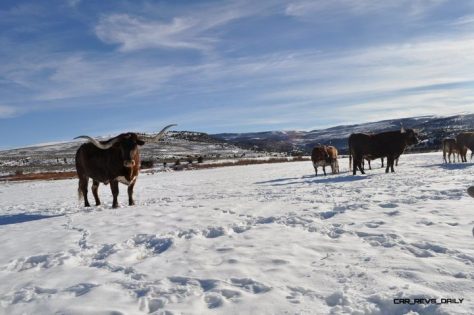 Travel Adventure Series -- Dog Sledding in Colorado » Car-Revs-Daily.com