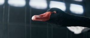 McLaren Black Swan Wind Tunnel 570S 16