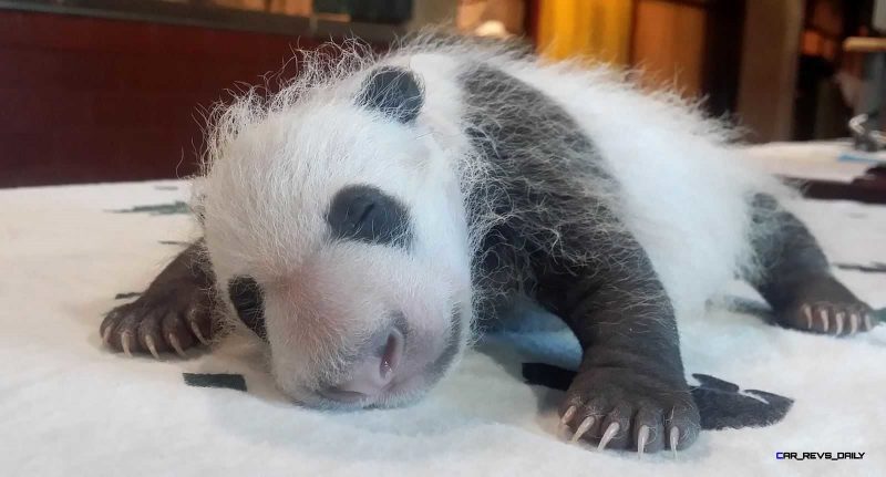 US-China-Panda-Cub